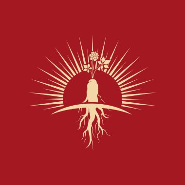 Ginseng vektör resimleme