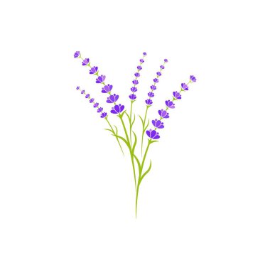 Lavanta çiçeği vektör resimleme