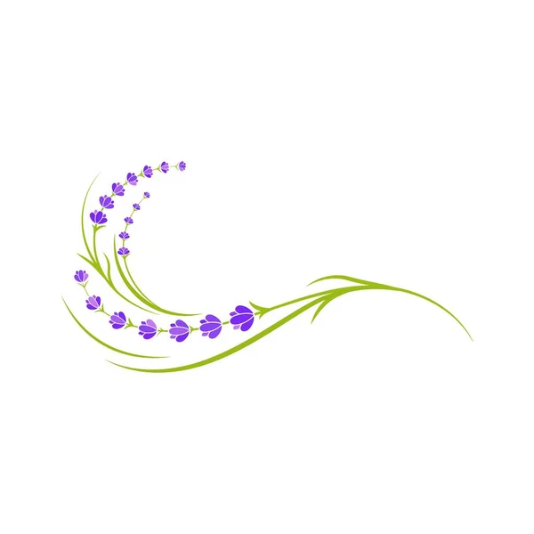 Lavanta çiçeği vektör resimleme — Stok Vektör