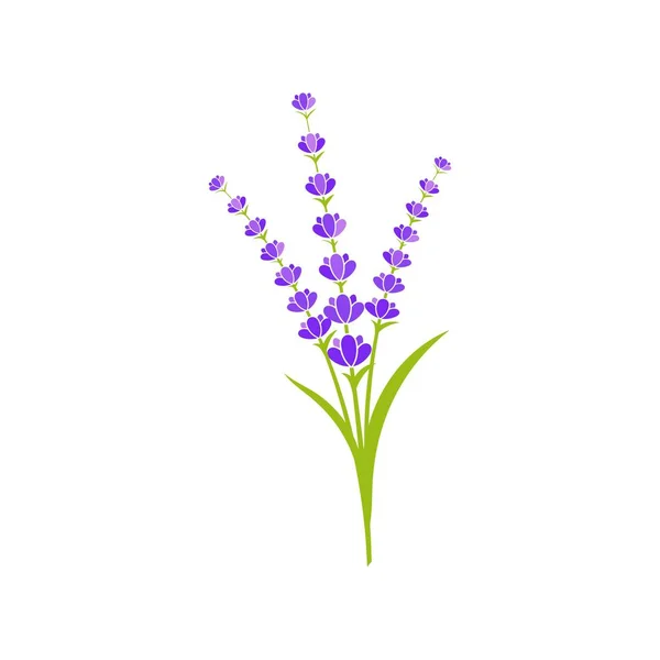 Flor de lavanda Icono vectorial ilustración — Vector de stock