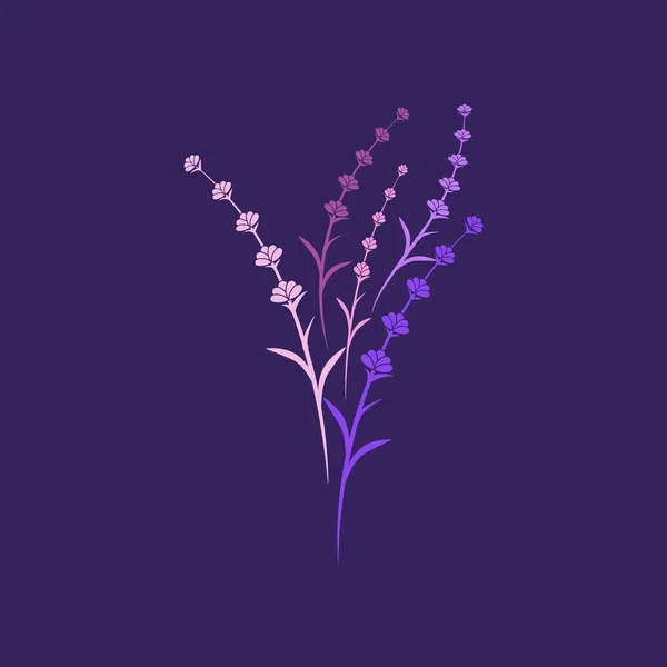 Levendula virág vektor ikon illusztráció — Stock Vector