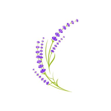 Lavanta çiçeği vektör resimleme
