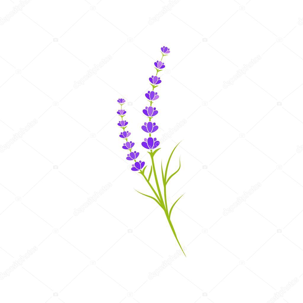 Lavender flower Vector icon illustration design Template