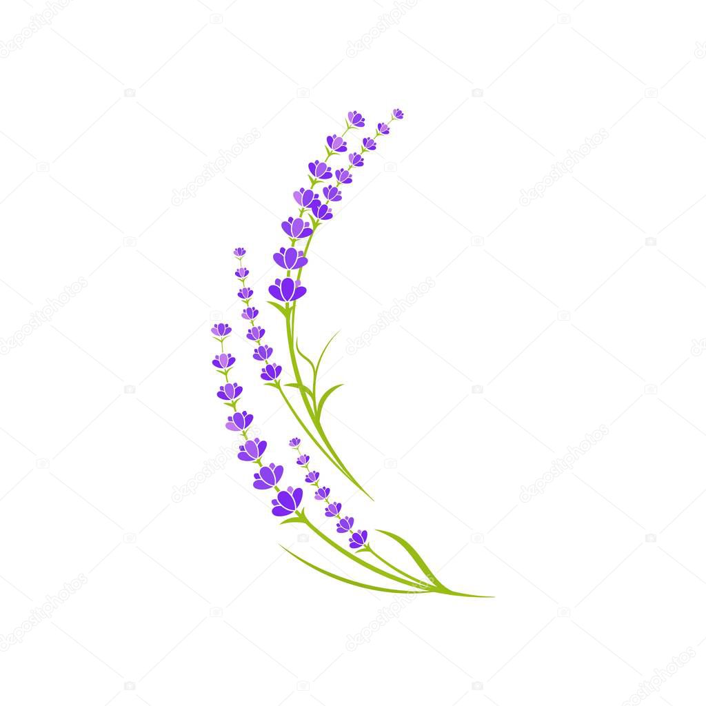 Lavender flower Vector icon illustration design Template