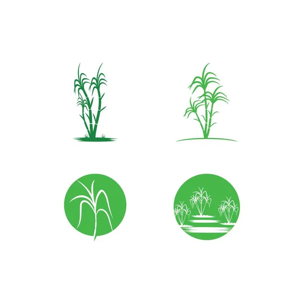 Icono Caña Azúcar Vector Diseño Ilustración Logo Plantilla — Vector de stock