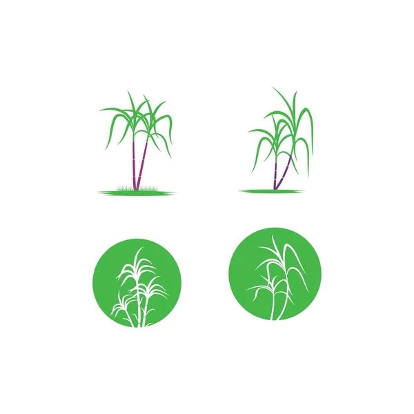 Icono Caña Azúcar Vector Diseño Ilustración Logo Plantilla — Vector de stock