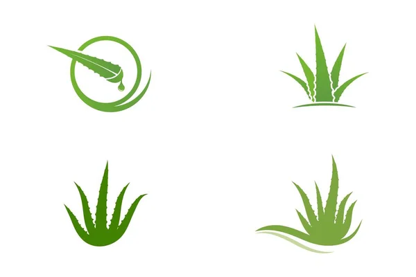 Aloe Vera Vector Ilustración Diseño Icono Plantilla — Vector de stock