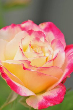 Close-Up taze çok renkli pembe Gül çiçek