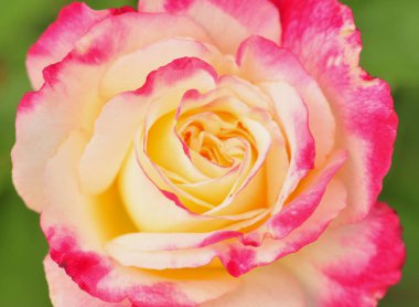 Close-Up taze çok renkli pembe Gül çiçek