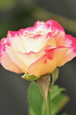 Close-Up taze çok renkli pembe Gül çiçek