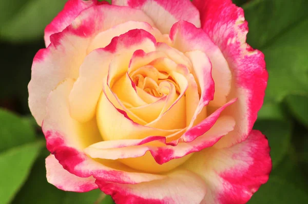 Primo Piano Del Fiore Rosa Rosa Multicolore Fresco — Foto Stock