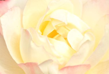 Beyaz gül çiçek, Bahçe, seçici odak yakın çekim çekim