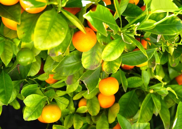 Cerrar Cítricos Naranjas Vibrantes Árbol Enfoque Selectivo Para Uso Fondo —  Fotos de Stock