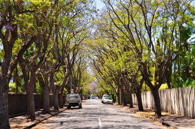 yeşil ağaçlar, küçük banliyö sokak dolu. Adelaide, Avustralya