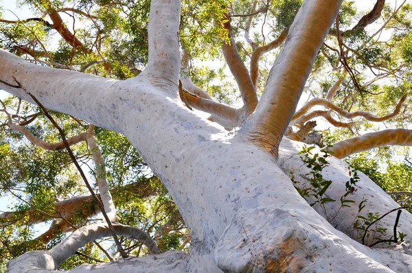Grande Albero Eucalipto Australiano Che Guarda Cielo — Foto Stock
