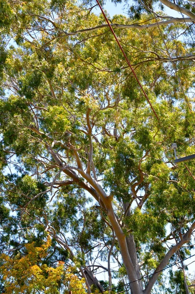 Grande Albero Eucalipto Australiano Che Guarda Cielo — Foto Stock