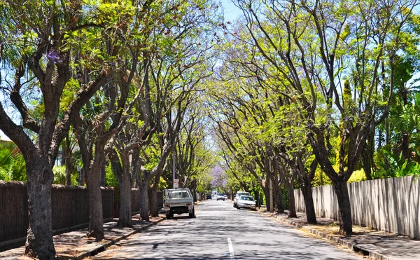 yeşil ağaçlar, küçük banliyö sokak dolu. Adelaide, Avustralya