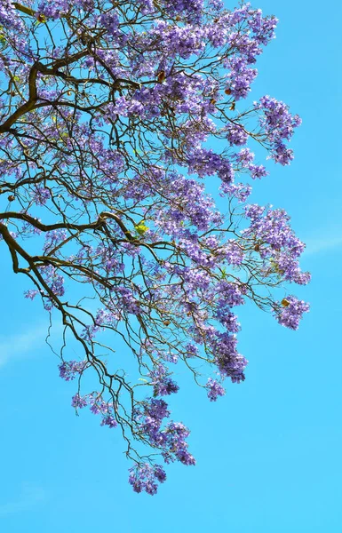 Blooming Blue Jacaranda Tree Adelaide Australia — Stock Photo, Image