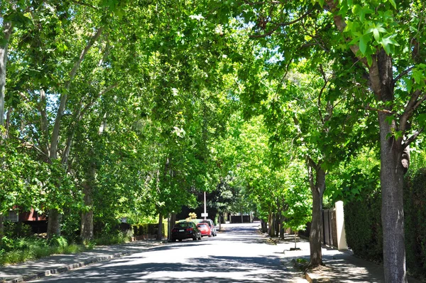yeşil ağaçlar, küçük banliyö sokak dolu. Adelaide, Avustralya