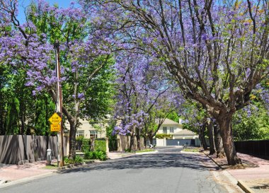 küçük banliyö sokak yeşil ağaçlar ve tam çiçeklenme jakaranda. Adelaide, Avustralya
