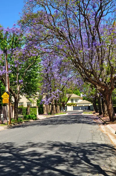 Malé Předměstské Ulici Plné Zelených Stromů Kvetoucí Jacaranda Adelaide Austrálie — Stock fotografie