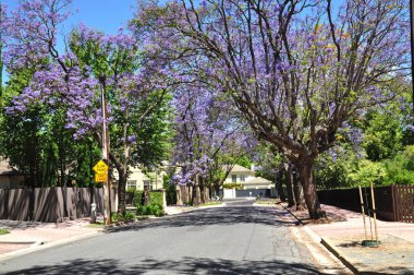 küçük banliyö sokak yeşil ağaçlar ve tam çiçeklenme jakaranda. Adelaide, Avustralya
