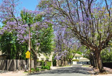 küçük banliyö sokak yeşil ağaçlar ve tam çiçeklenme jakaranda. Adelaide, Avustralya
