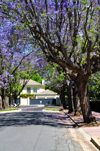 Malé Předměstské Ulici Plné Zelených Stromů Kvetoucí Jacaranda Adelaide Austrálie — Stock fotografie