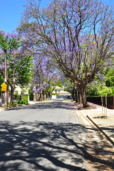 Malé Předměstské Ulici Plné Zelených Stromů Kvetoucí Jacaranda Adelaide Austrálie — Stock fotografie