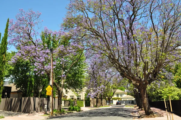 Weinig Suburban Straat Vol Met Groene Bomen Bloeiende Jacaranda Adelaide — Stockfoto