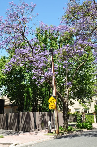 Kvetoucí Strom Jacaranda Modré Adelaide Austrálie — Stock fotografie
