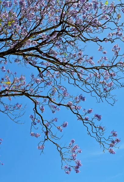 Albero Jacaranda Blu Fiore Adelaide Australia — Foto Stock