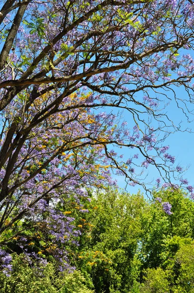 Blooming Blue Jacaranda Tree Adelaide Australia — Stock Photo, Image