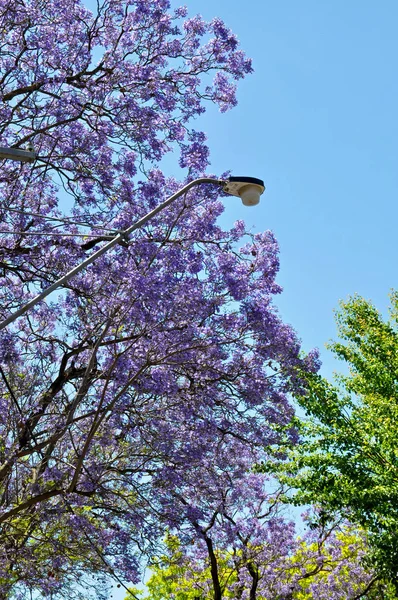 Albero Jacaranda Blu Fiore Adelaide Australia — Foto Stock