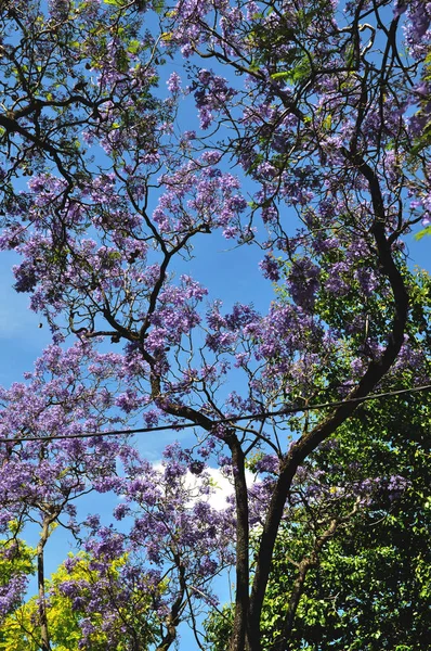Albero Jacaranda Blu Fiore Adelaide Australia — Foto Stock
