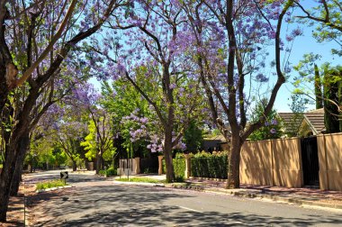 küçük banliyö sokak yeşil ağaçlar ve tam çiçeklenme jakaranda. Adelaide, Avustralya