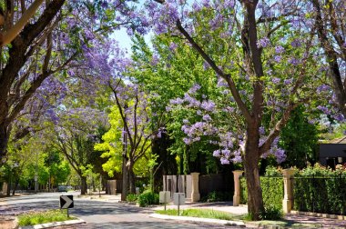 küçük banliyö sokak yeşil ağaçlar ve tam çiçeklenme jakaranda. Adelaide, Avustralya