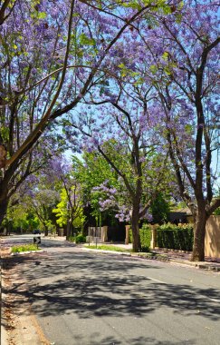 küçük banliyö sokak yeşil ağaçlar ve tam çiçeklenme jakaranda. Adelaide, Avustralya