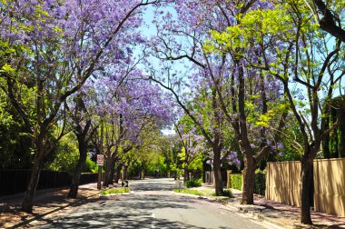 küçük banliyö sokak yeşil ağaçlar ve tam çiçeklenme jakaranda. Adelaide, Avustralya