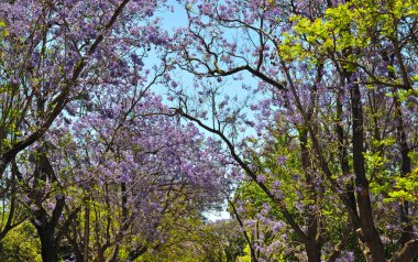 Adelaide, Avustralya mavi jakaranda ağacı çiçek açan