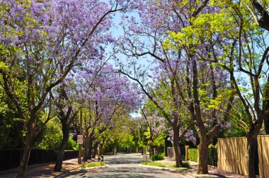küçük banliyö sokak yeşil ağaçlar ve tam çiçeklenme jakaranda. Adelaide, Avustralya