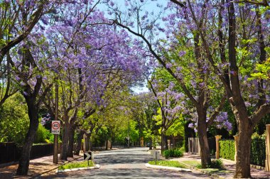 Adelaide, Avustralya mavi jakaranda ağacı çiçek açan