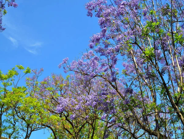 Árvore Jacaranda Azul Florescente Adelaide Austrália — Fotografia de Stock