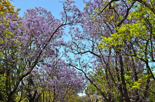 Albero Jacaranda Blu Fiore Adelaide Australia — Foto Stock