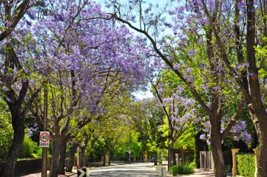 Adelaide, Avustralya mavi jakaranda ağacı çiçek açan
