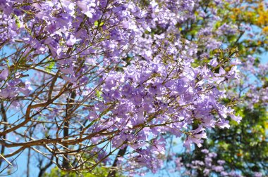 Adelaide, Avustralya mavi jakaranda ağacı çiçek açan