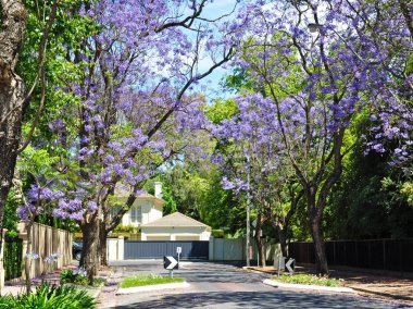 Adelaide, Avustralya mavi jakaranda ağacı çiçek açan