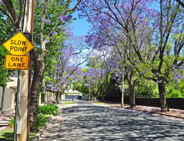 Malé Předměstské Ulici Plné Zelených Stromů Kvetoucí Jacaranda Adelaide Austrálie — Stock fotografie