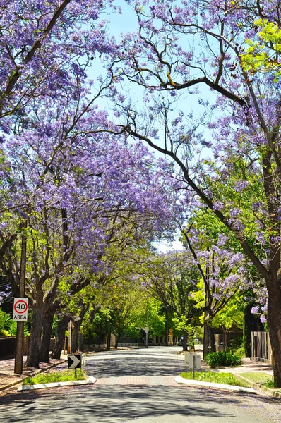 Kvetoucí Strom Jacaranda Modré Adelaide Austrálie — Stock fotografie