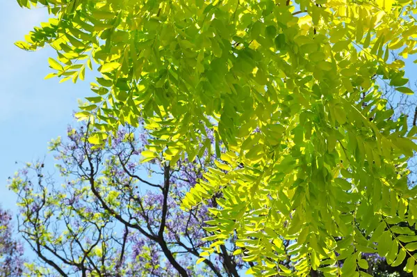 Весняна Гілка Листям Тлі Блакитного Неба — стокове фото
